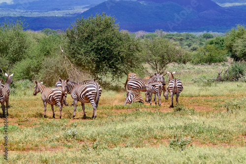 Zeba im Nationalpark Tsavo Ost, Tsavo West und Amboseli in Kenia photo