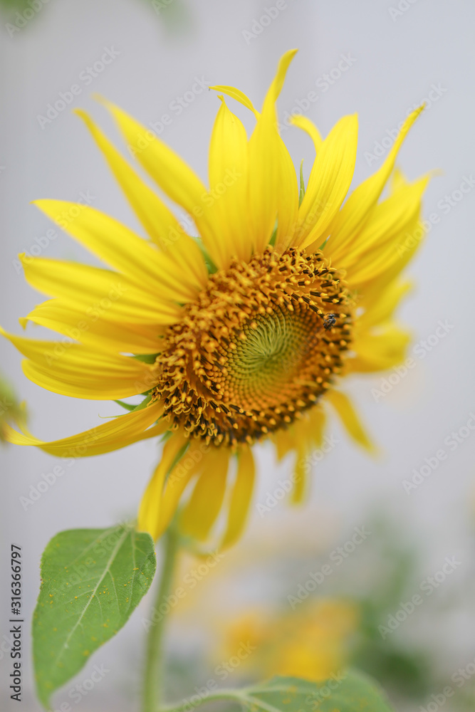 A Full sunflower 