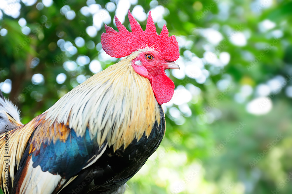 Beautiful Bantam Head Chicken/ selective focus