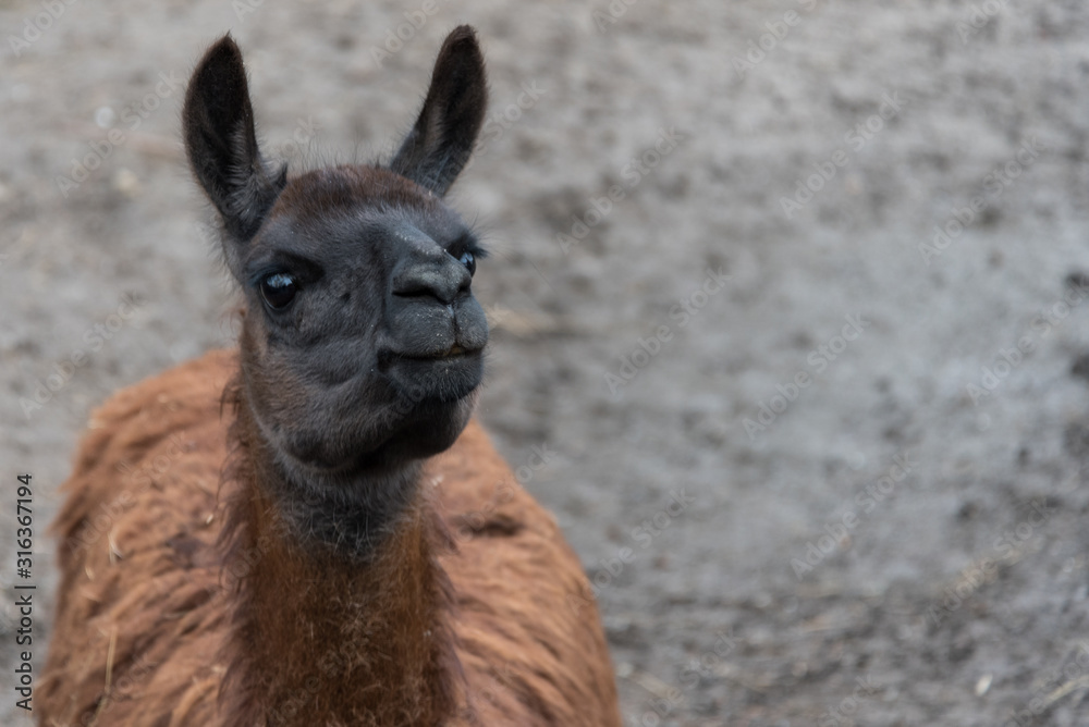 Portrait of an animal llama, close-up. A dark brown llama.