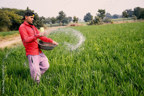 Indian farmer applying manure to increase fertilizer capacity in wheat field