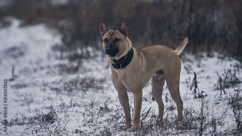 Thai ridgeback dog on winter background