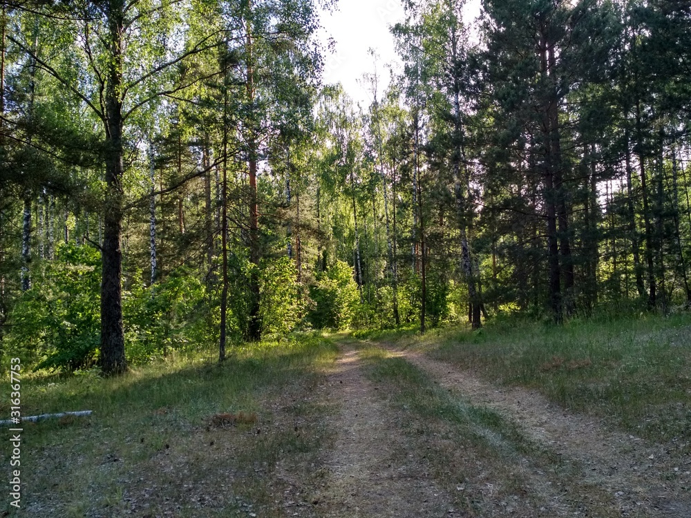 forest forest