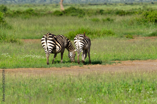 Zeba im Nationalpark Tsavo Ost, Tsavo West und Amboseli in Kenia photo