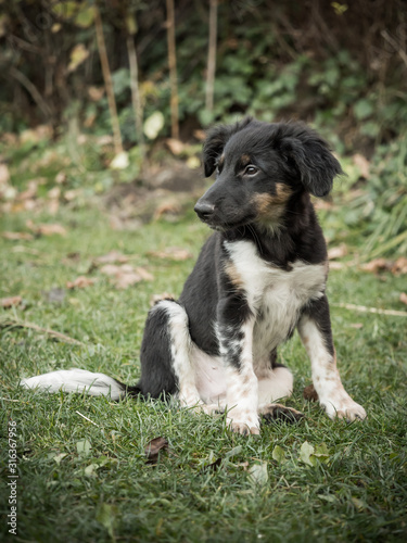 Fototapeta Naklejka Na Ścianę i Meble -  Bohemian Spotted Dog puppy, lovely companion dog
