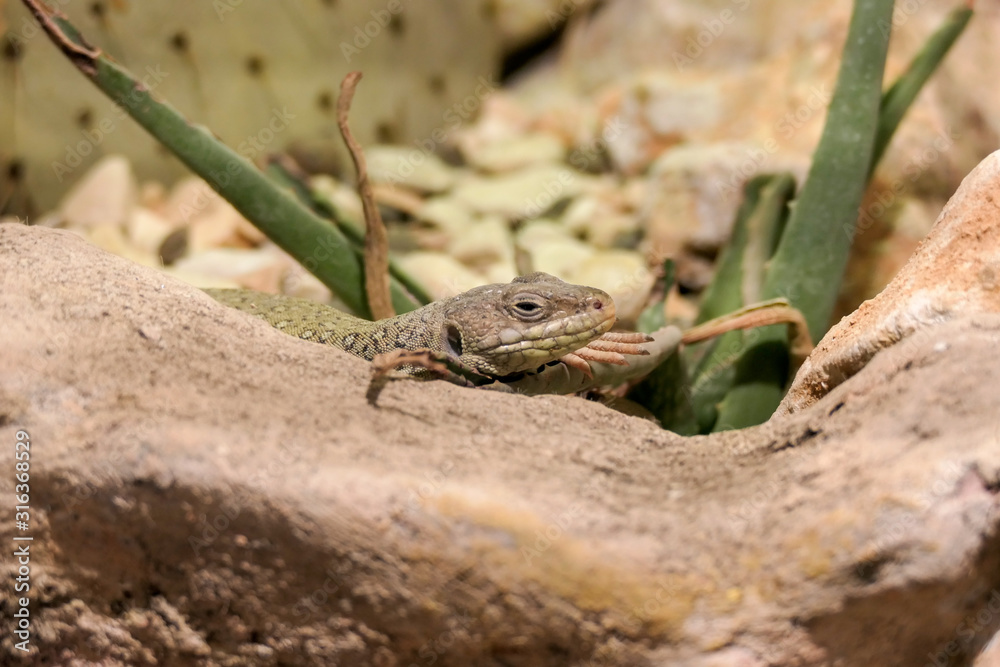 lizard on rock lizard on rock