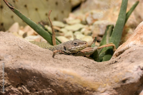 lizard on rock © Shinobi