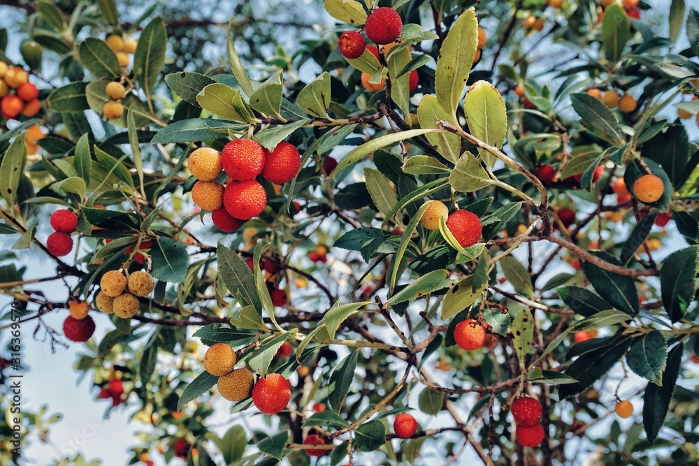 Foreground of arbutus unedo fruits and tree