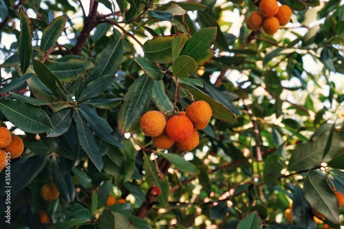 Fruits of arbutus unedo (madrone) or strawberry tree