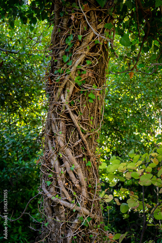 Ivy branches and leaves around tree bark