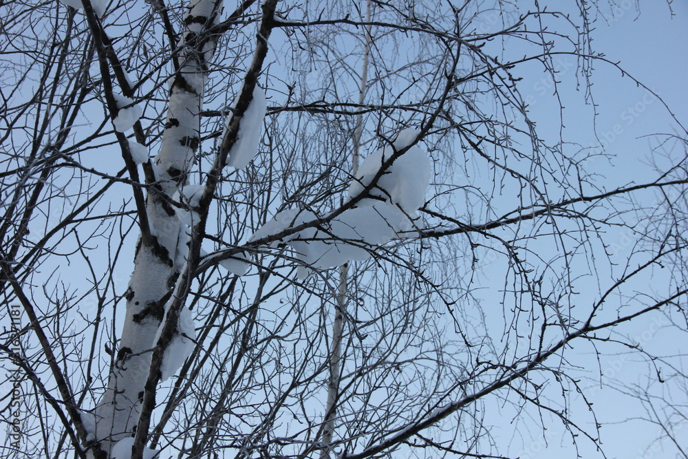 snow lies on birch branches against the evening winter sky snow lies on birch branches against the evening winter sky