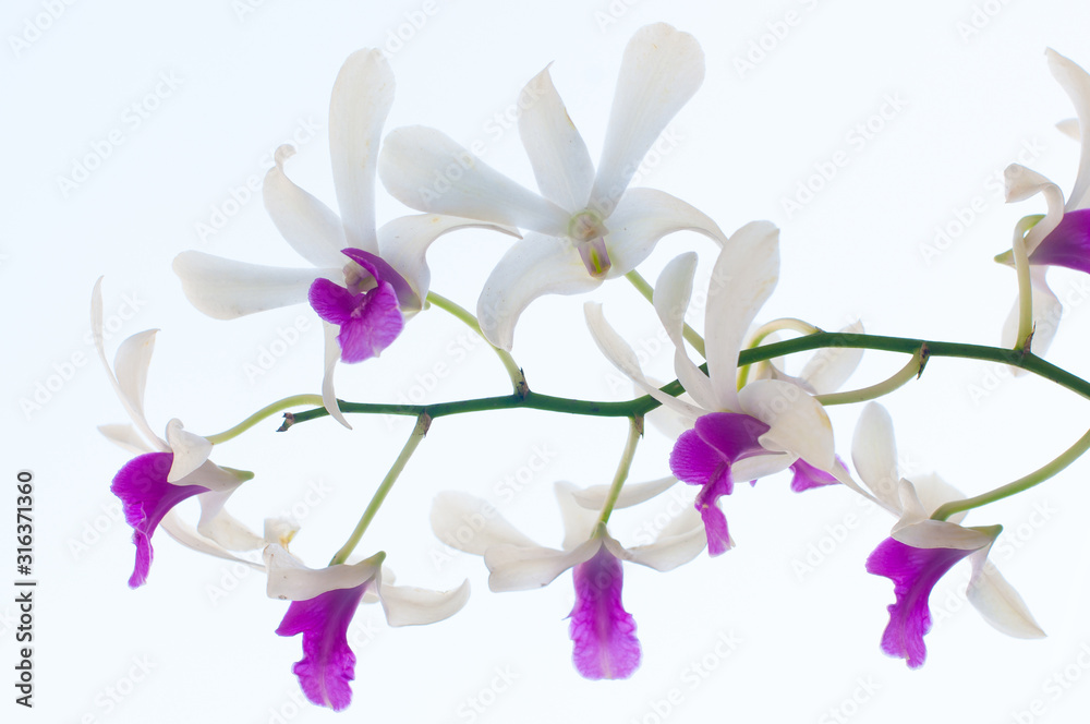 White orchid flower isolated on white background.