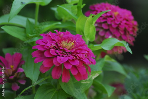 pink flower in garden