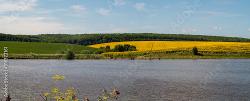 Panorama of farm fields with sunflowers and soybeans over the lake