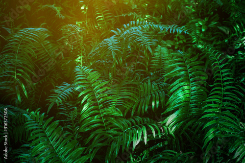 abstract green fern leaf texture, nature background, tropical leaf