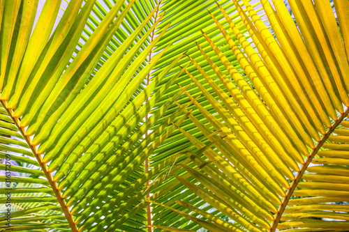 tropical palm leaf background  coconut palm trees perspective view
