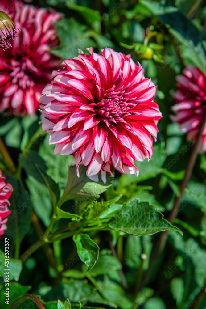 Swan Island Dahlia Bloom Swan Island Dahlia Bloom