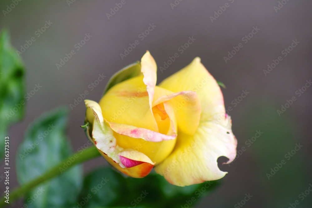 yellow rose on black background yellow rose on black background