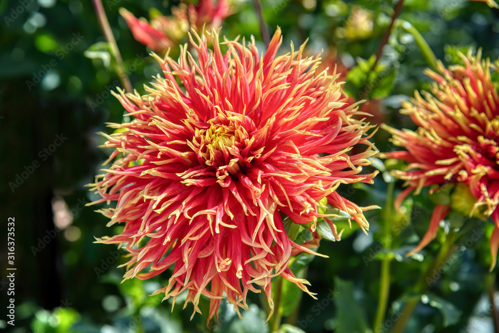 Swan Island Dahlia Bloom Swan Island Dahlia Bloom