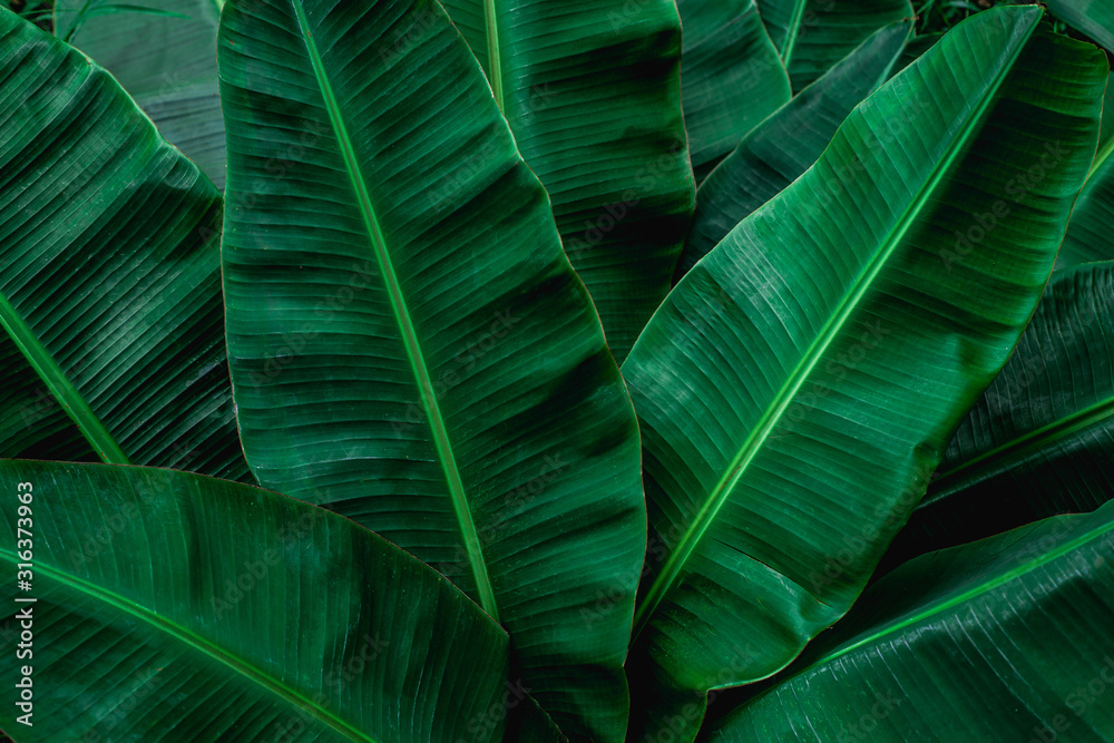 Obraz premium tropical banana leaf texture in garden, abstract green leaf, large palm foliage nature dark green background