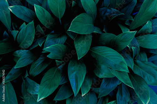 closeup nature view of green leaf in garden, dark tone nature background, tropical leaf