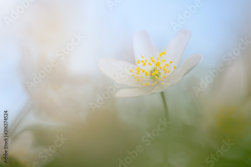 Buschwindröschen Anemone nemorosa