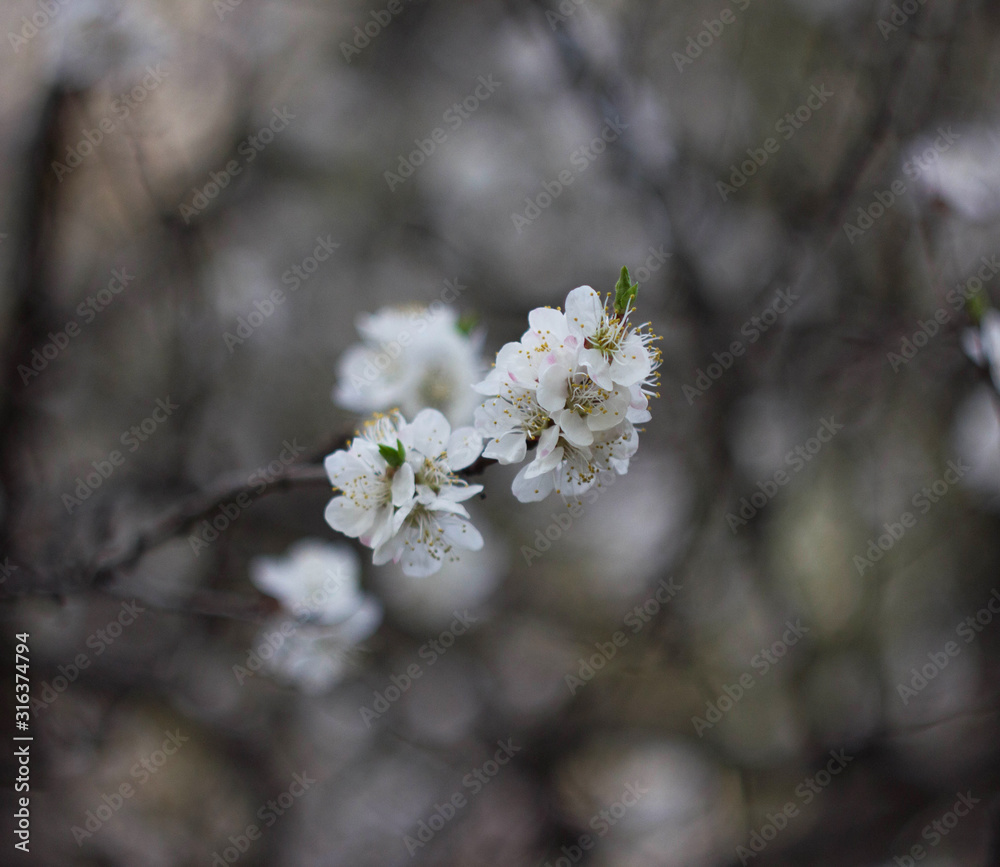 apricot flowers on a cloudy day