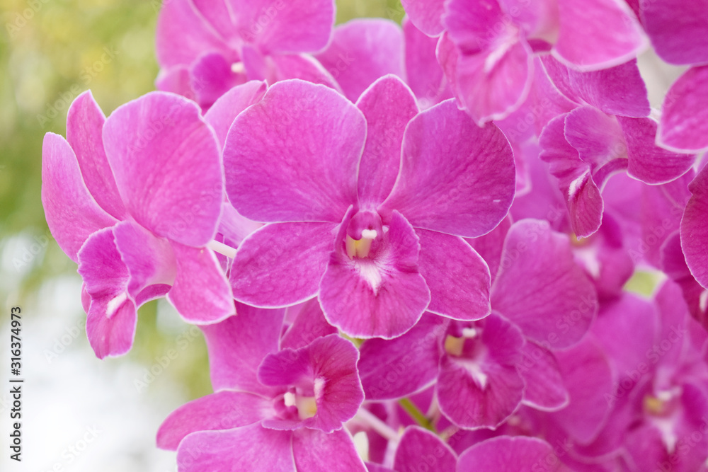 Obraz premium flower on a black background