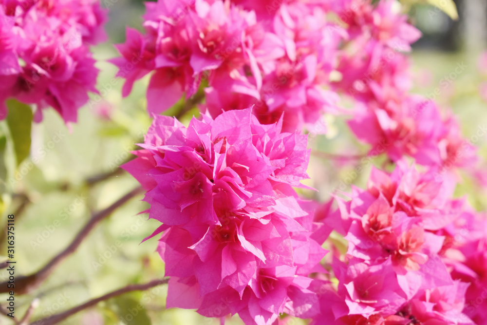 pink flowers in garden