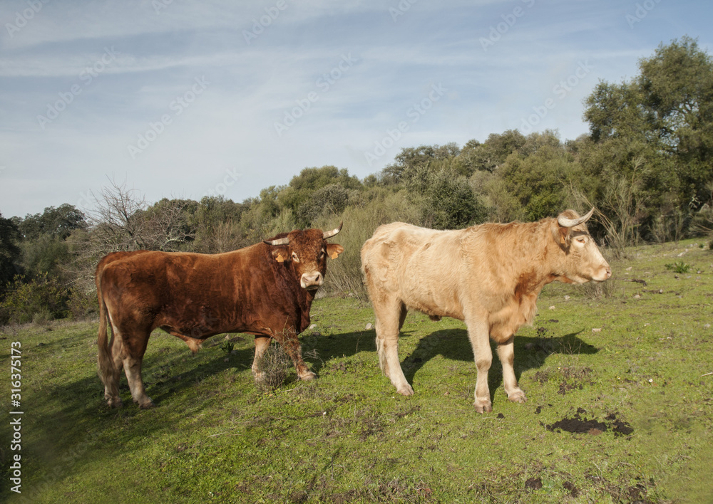 Bull cows and calves have a placid existence in the meadows of Andalucia among holm oak trees and cork oaks