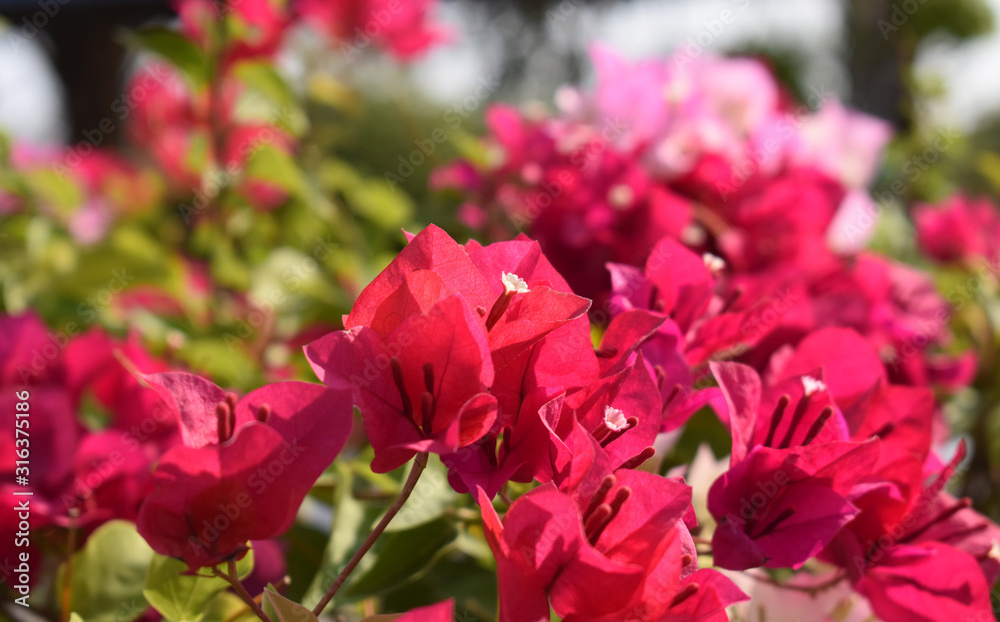 flowers in the garden