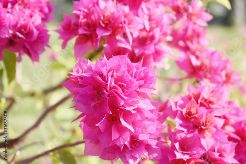 pink flowers in garden © Sakee