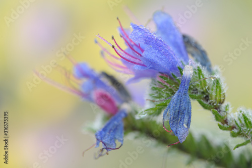 Gewöhnlicher Natternkopf Echium vulgare