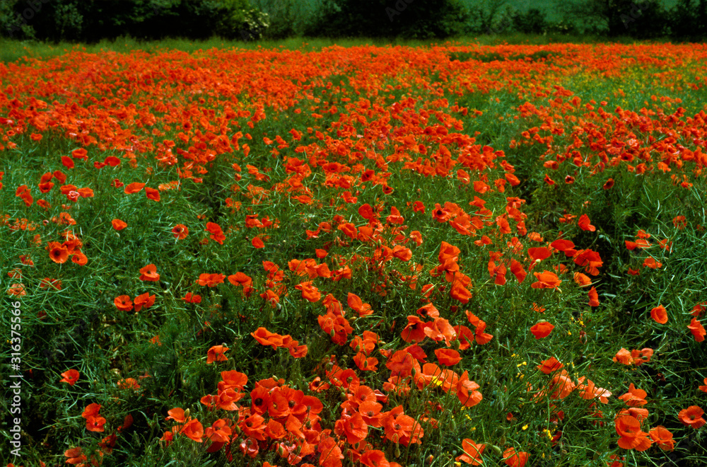 A field of Papaver rhoeas Field poppies in the countryside