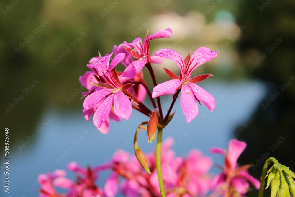 Fototapeta premium pink flowers in garden