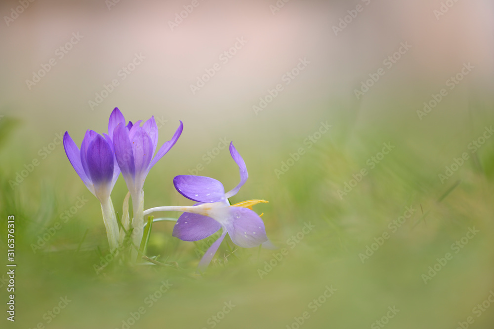 Krokus Crocus sp Krokus Crocus sp