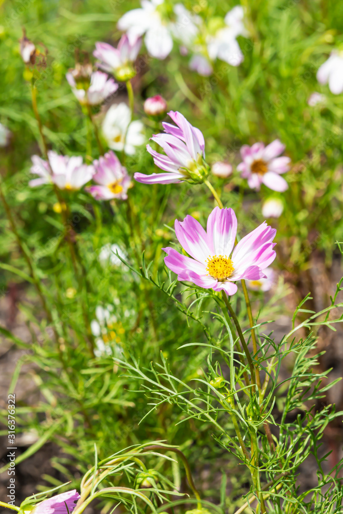 The meadow has many beautiful flowers in nature. The meadow has many beautiful flowers in nature.