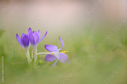 Krokus Crocus sp