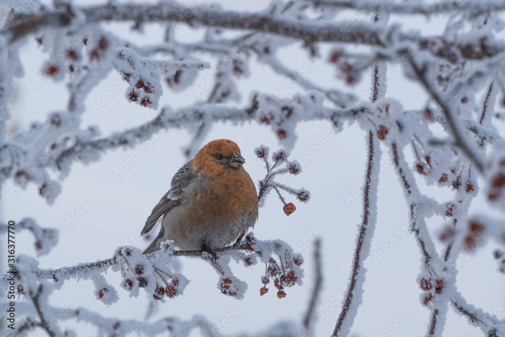 bird on a branch with frozen berries. bird on a branch with frozen berries.