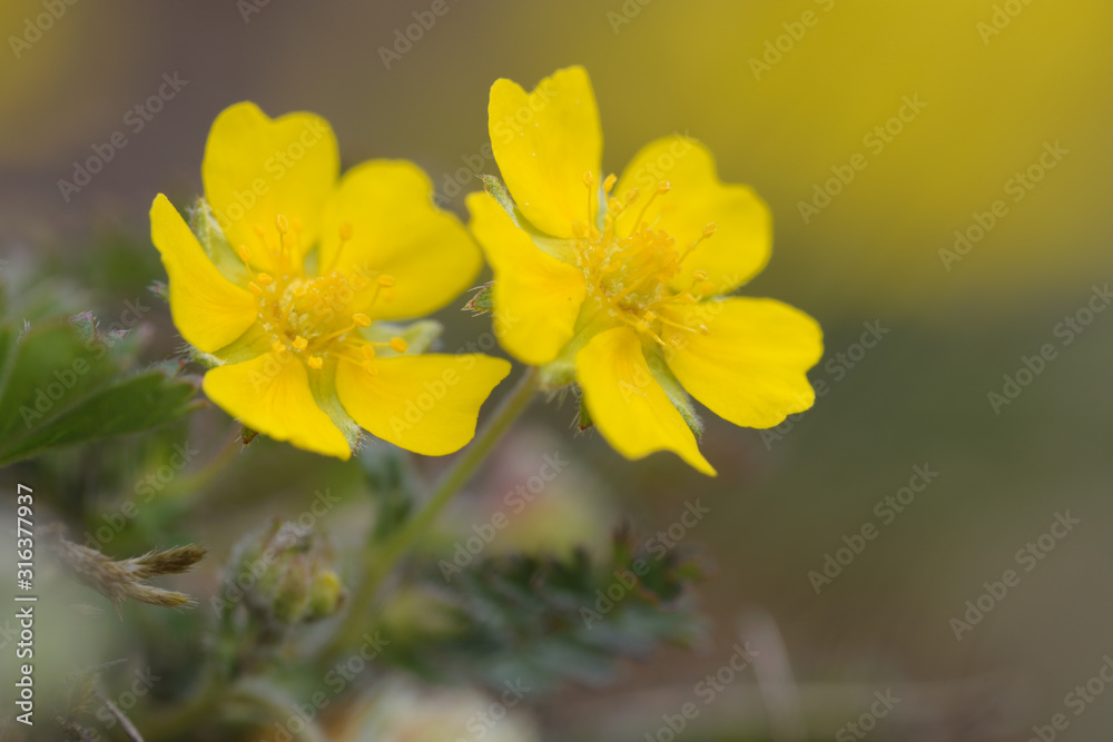 Sonnenroeschen Helianthemum sp Sonnenroeschen Helianthemum sp