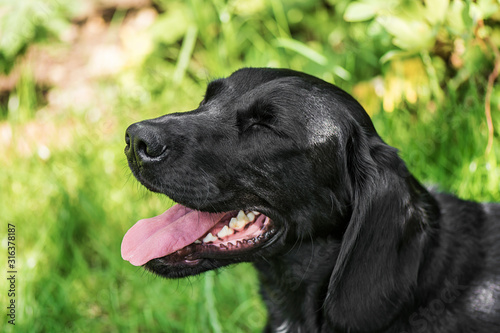 Cute funny young black labrador dog with its eyes closed and a wide happy mouth.