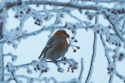 bird on a branch with frozen berries