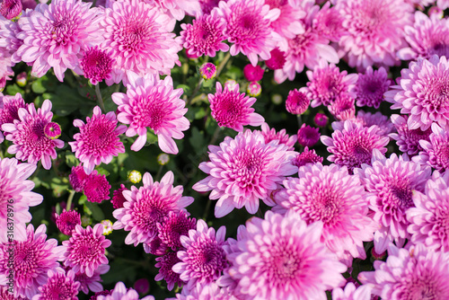 Blossom pinkish purple Chrysanthemum  Hardy Mums  flower in the garden with green leaf of summer sunshine.