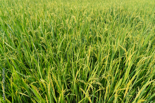 Agricultural countryside of rice farming with young seed rice plants are growing in field outdoor.