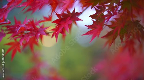 The natural texture of colorful maple leaves or Momijigari in autumn at Japan. Light sunset of the sun with dramatic yellow and orange sky. Image depth of field.