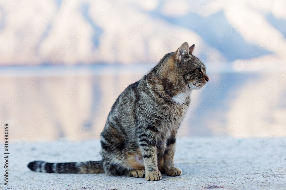 Naklejka premium Grey cat on the beach