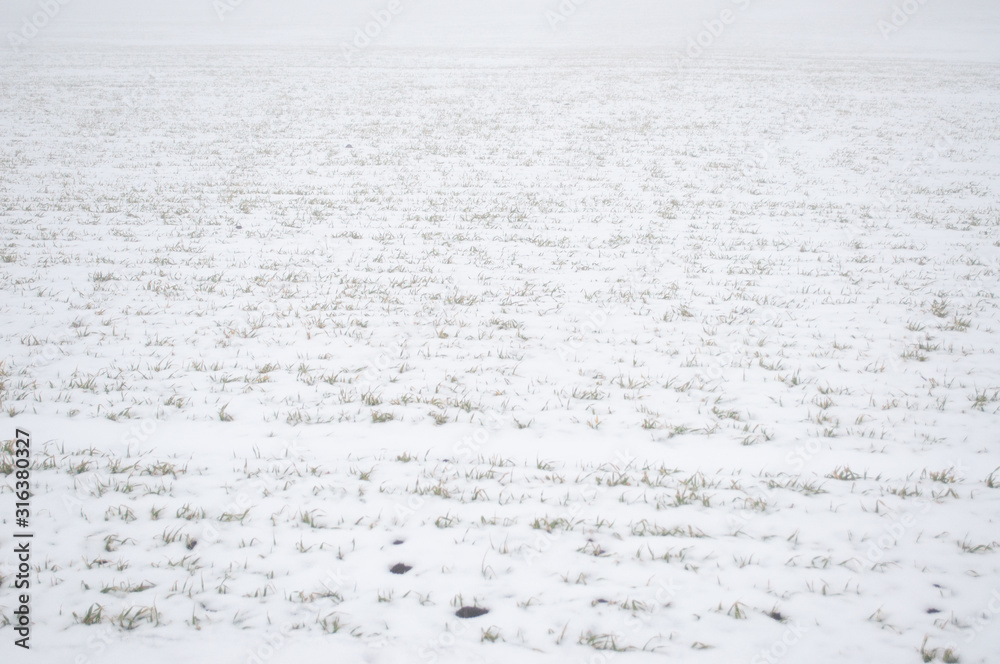 Texture of grass field covered with snow Texture of grass field covered with snow