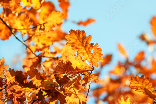 nature with branches oak with Golden leaves on a blue clear sky background in...