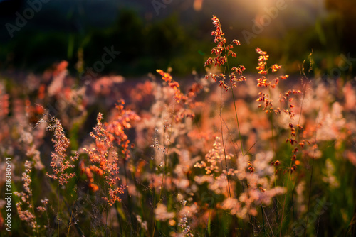 Beautiful meadow summer natural landscape with natural light sunset of the sun with dramatic yellow and orange sky. Outdoor travel on wild nature. Relax zone with fresh air and water.