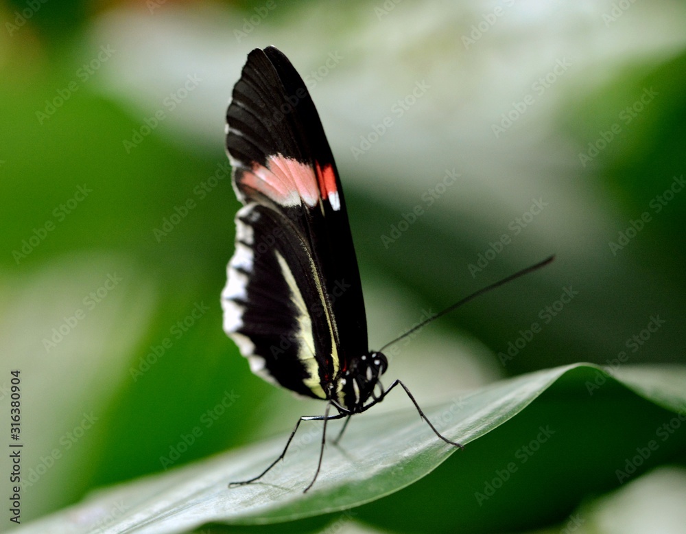 Naklejka premium butterfly sitting on a leaf